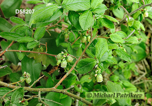 Velvet-leaved Blueberry (Vaccinium myrtilloides)